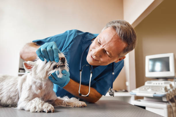Best Emergency Tooth Extraction in Malabar, FL